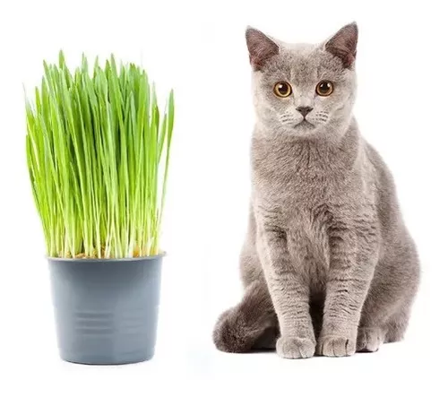 Semente de Grama dos Gatos